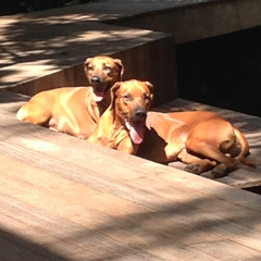 Guilherme Amarante Farina