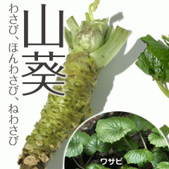 usabi urakata