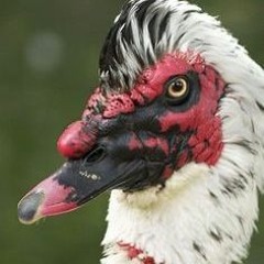 PinkFace