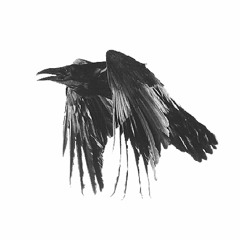 The Common Raven