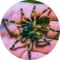 acid_grip
