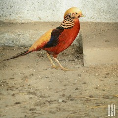 Sufi