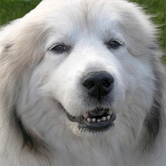 Great Pyrenees