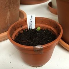 Basil Kobold