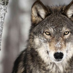 Norwegian Wolf