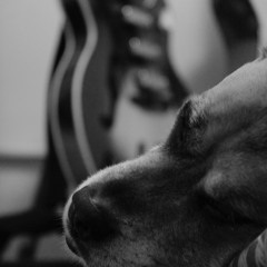 Sunday After The Stroll