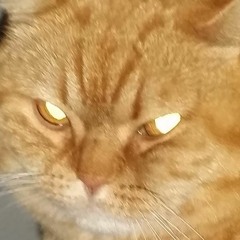 Barracuda Swim School