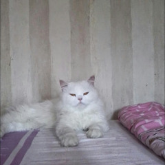 Alika Maharani
