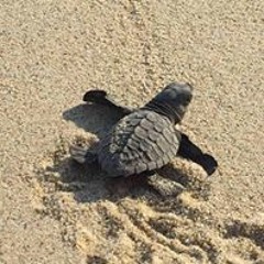 Jose Juan Sosa Romero