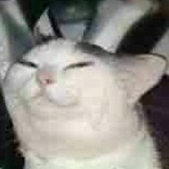Thecatofillusion