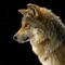 Aaron Lycan