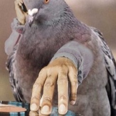 PARAKEETH