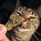 CannabisCat