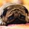 Puggle
