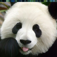 Panda Master