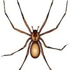 BrownRecluse