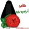 الدرة البيضاء