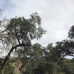 York's Beats and Instrumentals