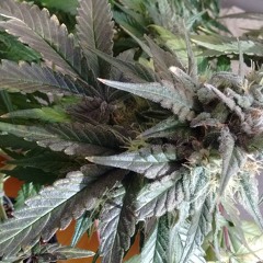 sourhaze