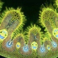 BrandCorp (musicalistic productionisms)