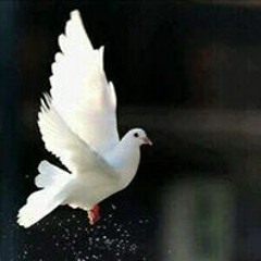 يمامة البيبان