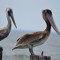 TWO PELICANS