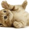 KingCat