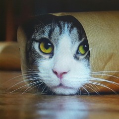 Amy