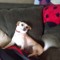 Doge