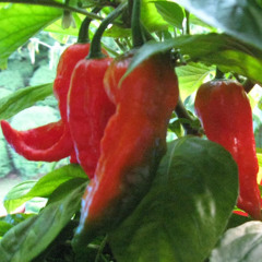 Green Manalishi (With The Two-Pronged Crown)