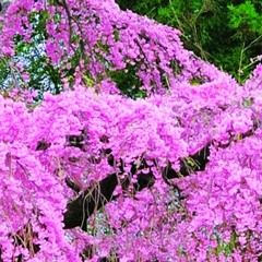 た わ ご と フ ァ ッ ク