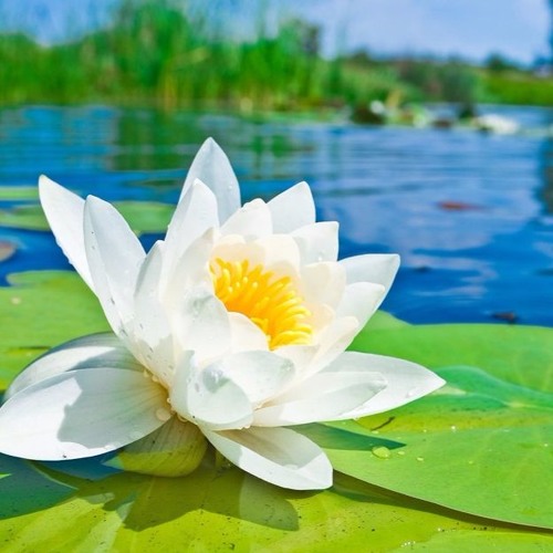 Mindcraft ( Guy Zukrel- MFG)