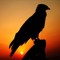 Whyte Falcon