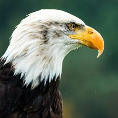 Der_Adler