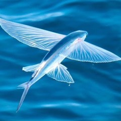 The flying Fish