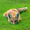B4ssfox