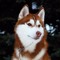 Husky Link