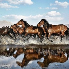 سورة المدثر  القارئ  بدر التركي