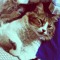 ॐGoa The Cat