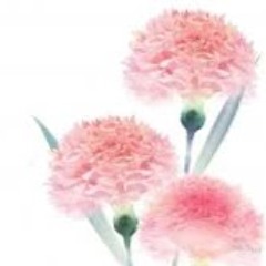 Pink Carnation