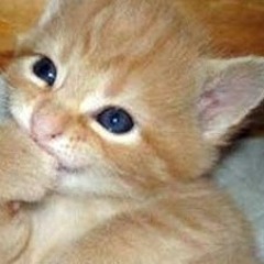 Randomness Kitty
