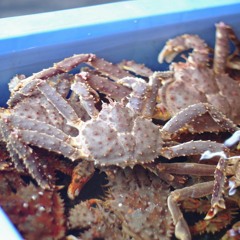 tachi