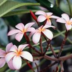 Gui Thai