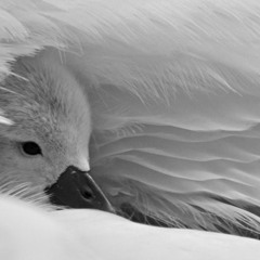 Deepest Love