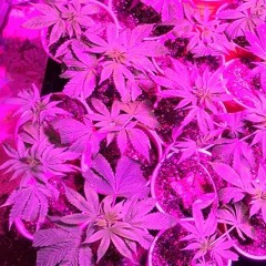 best rappers under 15