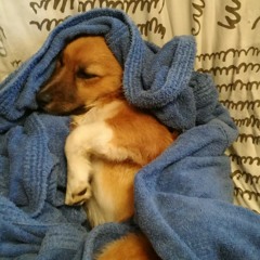 Ettore