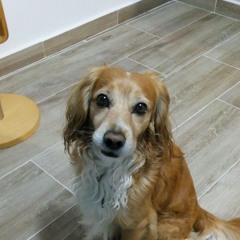 Can Cervera