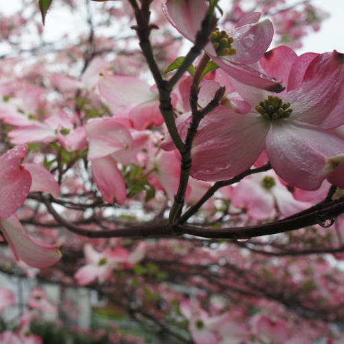 Onlyfans cherry blossom 