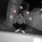 YUNG$HRILL