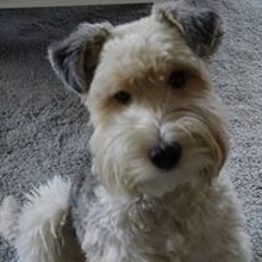 Cookie